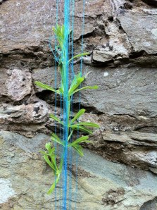 Lyndsey McDougall Installation.